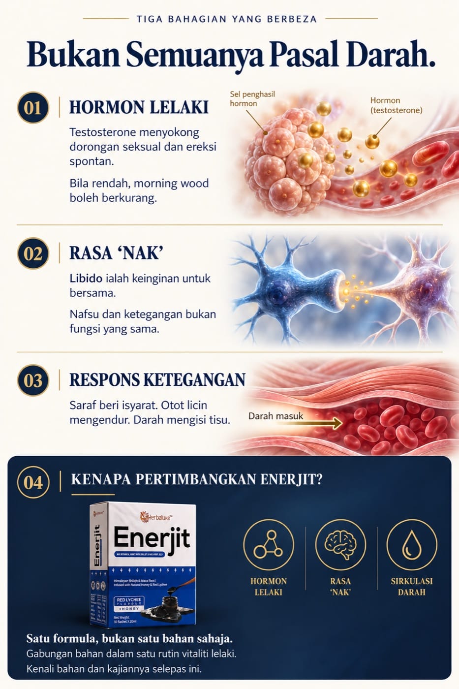 Empat blok penerangan: testosterone menyokong dorongan seksual dan ereksi spontan; libido ialah keinginan untuk bersama; respons ketegangan melibatkan saraf, otot licin dan pengisian darah; blok terakhir memaparkan kotak Enerjit putih dan biru menggantikan tulisan besar Enerjit. Ilustrasi hormon, saraf dan tisu bersifat simbolik.